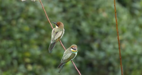 Colorful Bee-Eater Birds Perched on Twig in Nature