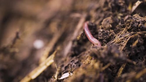 Earth worms digging around in dirt, wriggling