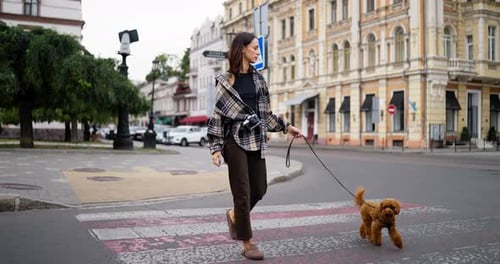 Woman Walking Poodle Dog Across City Crosswalk