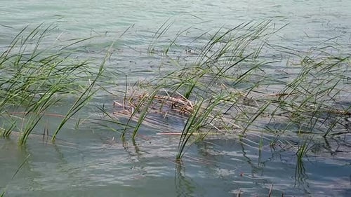plant life near the shore of lake