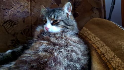 Relaxing Cat Yawns and Grooms Itself on Sofa