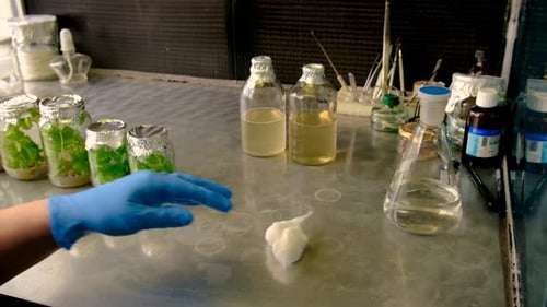 Bocaux de laboratoire avec focalisation sélective sur les plantes