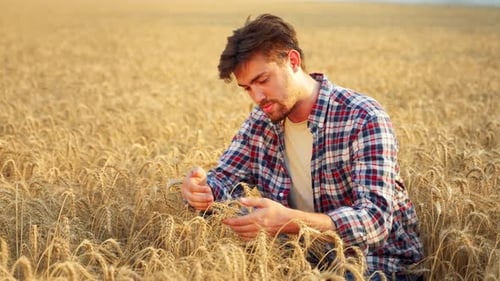 Agronomist Examining Cereal Crop Before Harvesting Sitting in Golden Field Smiling Farmer Holding a