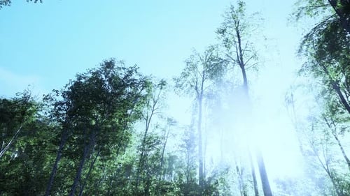 Green Birch Forest at Sunset