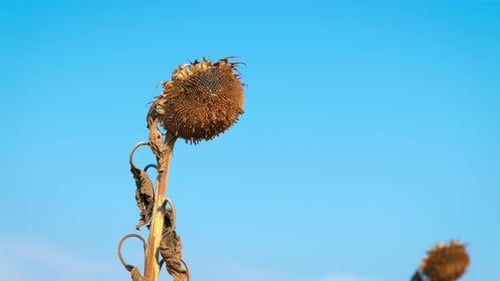 Verdorrtes Sonnenblumenfeld bei trockenem Klima