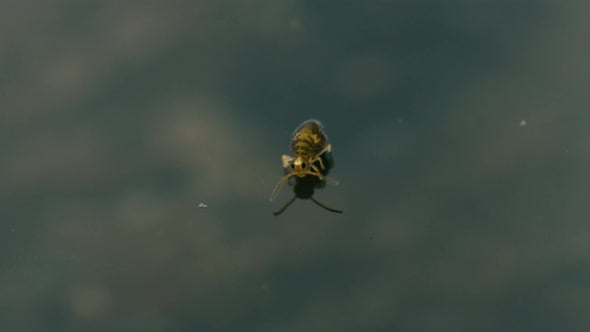 Incredible footage of adorable, cute Globular springtail (Sminthuridae ...