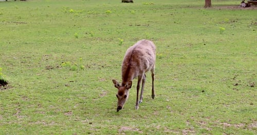 Young Deer Grazing Peacefully in Meadow
