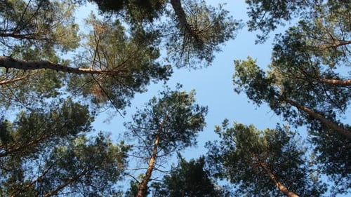 Coniferous cones of different sizes. Background of pine cones or fir tree cones