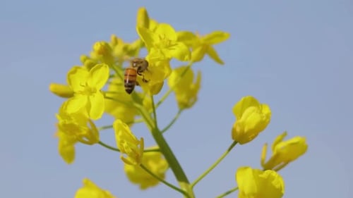Cinematic And Majestic View Of Honey Bee Collecting Nectar