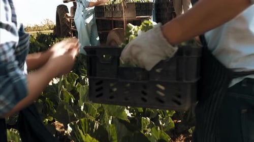 Farmers Harvesting Crop of Vegetables in Sunny Field