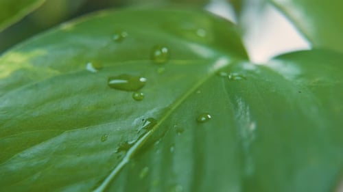Nahaufnahme eines grünen, wachsartigen Blattes. Die Kamera drückt langsam hinein und ein Wassertropfen fällt auf das Blatt
.