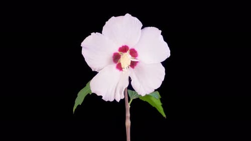 White Flower Blooming Time Lapse on Black Background