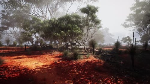 Dirt Road Surrounded By Trees A Painting of an Eucalyptus Grove