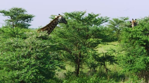 Giraffe feeding on vegetation in the wild Manyara Ranch Conservancy Tanzania Africa