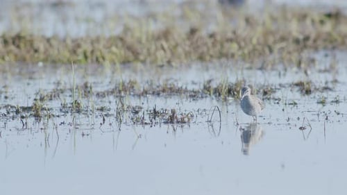 Common greenshank feeding in wetlands flooded meadow during spring migration
