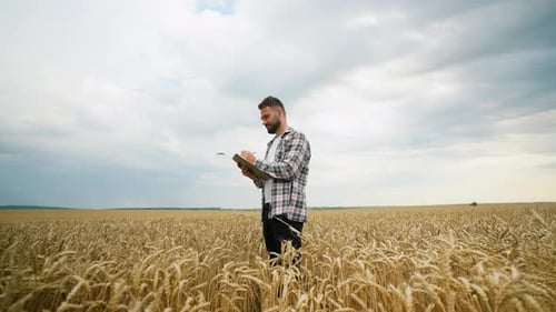 Young Agronomist Inspecting Wheat Spikelets and Taking Notes in a Field