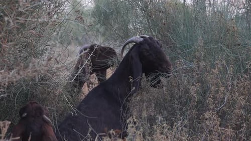 Goats Grazing Amongst Bushes