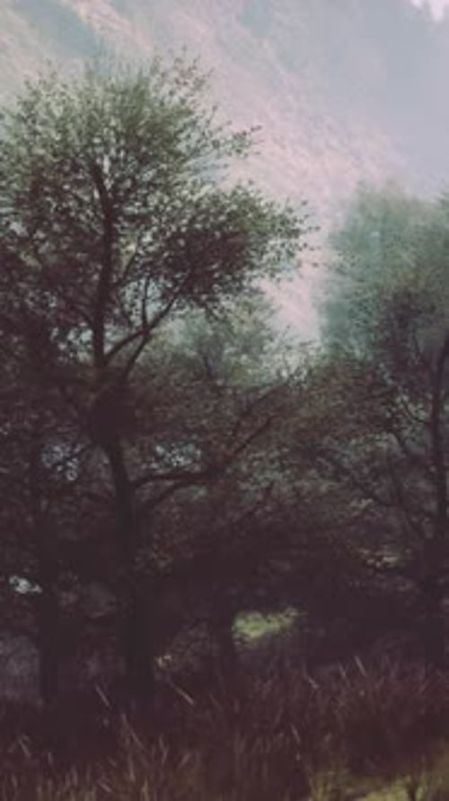 Dramatic Scenic Fog in Pine Forest on Mountain Slopes