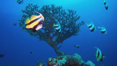 Blue Sea underwater Bannerfish