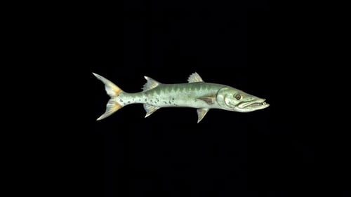 Barracuda Fish Swimming