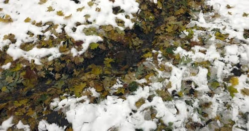A stream covered with yellow autumn leaves flows through a snowy forest in autumn