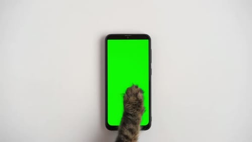 Cat Paw Touching Clicando, Tocando, Tocando e Deslizando o Telefone com Tela Chromakey Feline Paw Typing