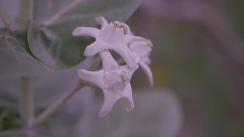 Calotropis Giantea oder Kronenblume blüht
