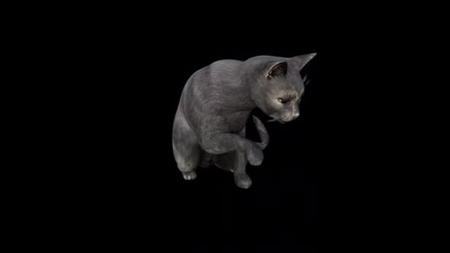 Realistic 3D Grey Cat Grooming Animation Loop
