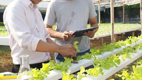 Smart agriculture technology concept - Farmers monitoring organic hydroponic green oak.