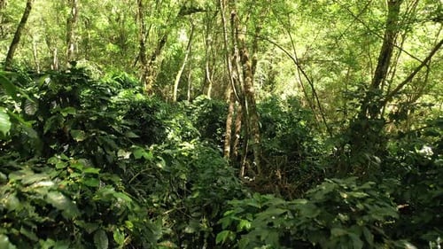 Forest inside drone