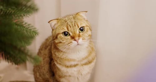 Cute Red Cat Near the New Year Tree