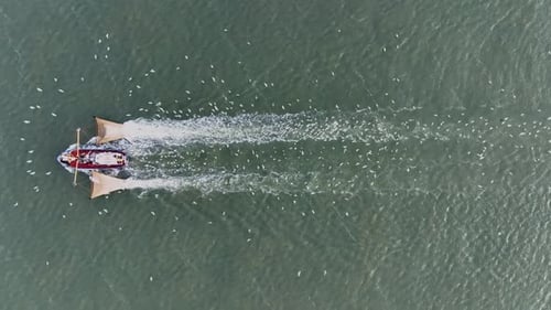 Drone topdown shot of a Fishers boat dragging the nets thru the water. Birds circling the boat looki