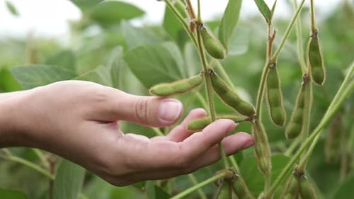 A farmer in a soybean field checks the crop. Agronomist on a collective farm.