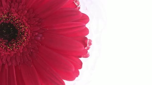 Vibrant Red Gerbera Daisy in Water Close Up