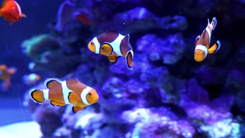 Group of Clownfish Swimming in a Vibrant Coral Reef Aquarium