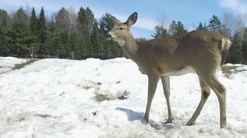 Majestic Deer Stands in Snowy Winter Landscape