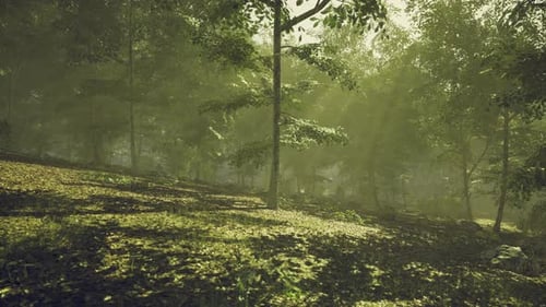 Sunlight Filters Through Trees in Serene Forest Landscape at Dawn