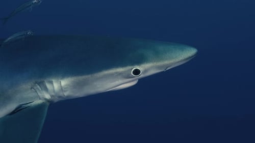 Close-Up of a Blue Shark Swimming Underwater