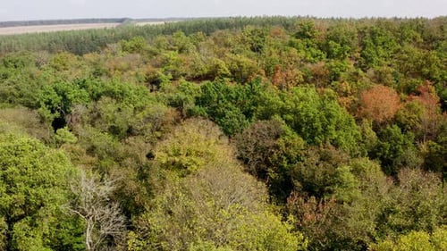 Colorful background of autumn nature. Top of trees in the forest. Beautiful woodland. Aerial view.
