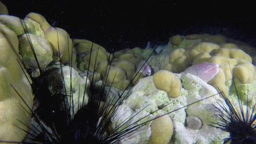 Moray Sea Tropical