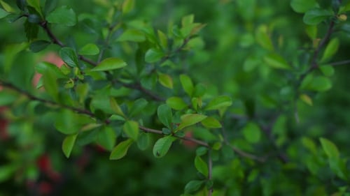 Tree Branches Blooming Among Green Leafs with Small Red Flowers in Background
