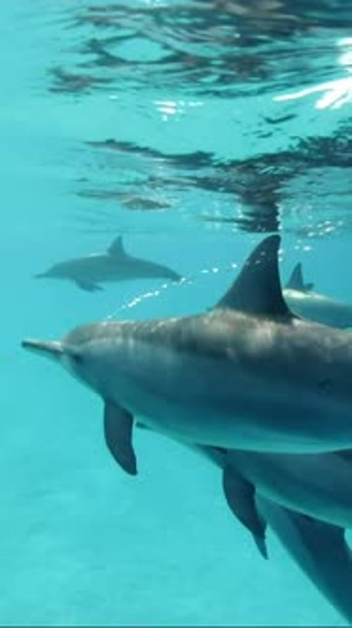 Dolphins Swimming Underwater in Turquoise Water