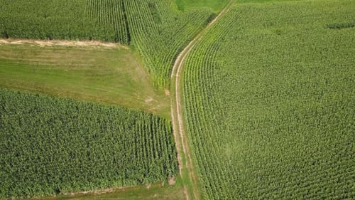 AERIAL Top Down Panning Shot of a Corn Field in Europe