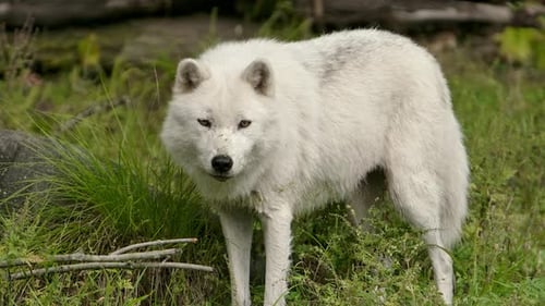 arctic wolf looking at you, looks away closeup slomo.