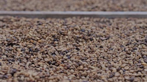 Coffee Beans Drying Process Outdoors Shot