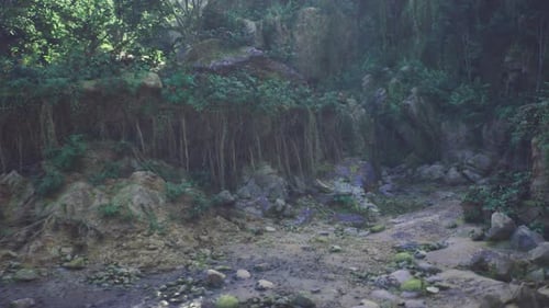 Piscine naturelle calme entourée de racines suspendues et de rochers moussus luxuriants