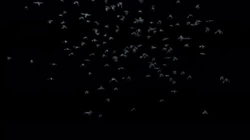 Swirling Flock of Realistic Flying Birds Overlay