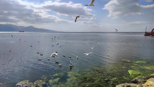 Slow Motion Of Seagulls Flying By The Beach