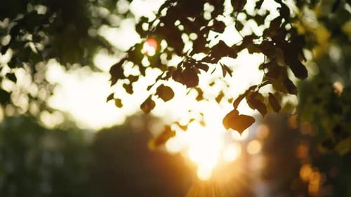 Golden Sunlight Through Tree Leaves