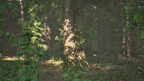 Forest of Trees Illuminated By Sunbeams Through Fog